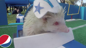 The Cutest Halftime Show Ever! | Hyped for Halftime