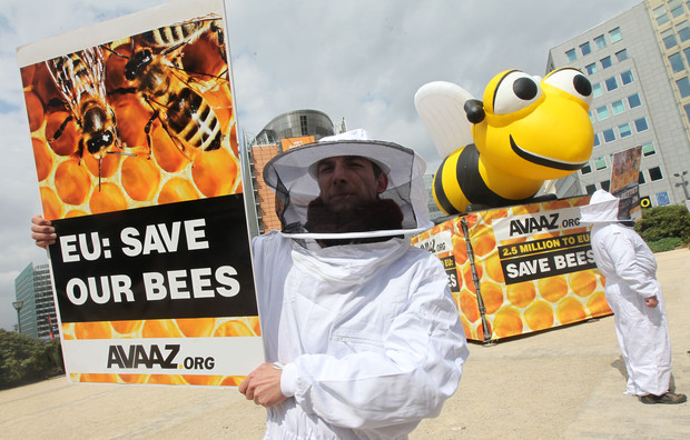 EU aims to better protect bees from pesticides