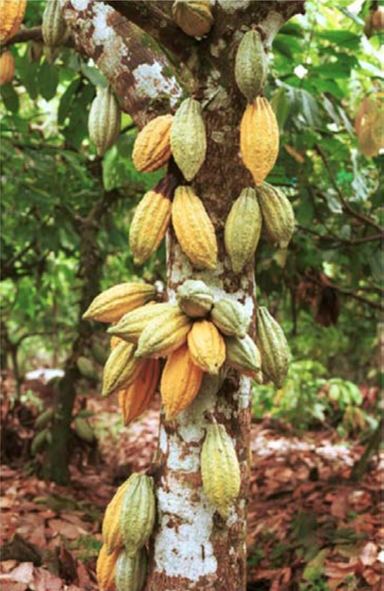 Nigerian Cocoa Plant