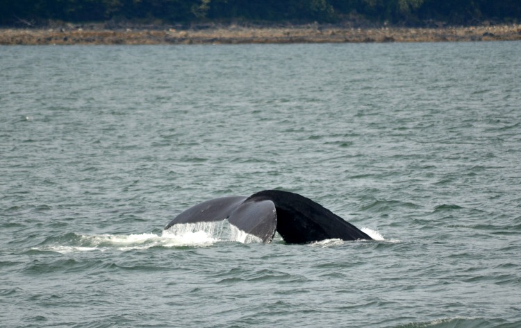 whale watching alaska