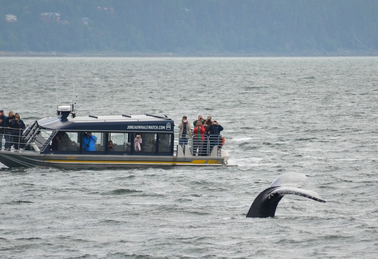 whales guaranteed juneau alaska cruise excursion 