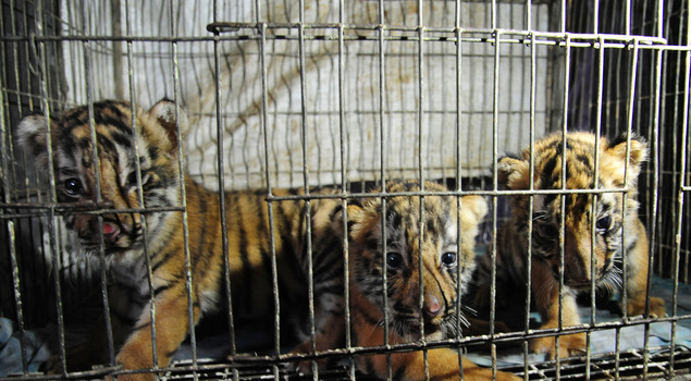 Bengal tiger cubs, rescued by Bangladeshi Rapid Action Battalion personnel, are pictured during a press event in Dhaka.